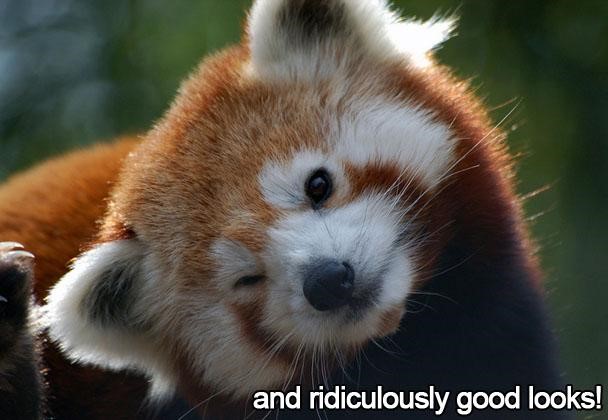 Red panda image for design facts blog